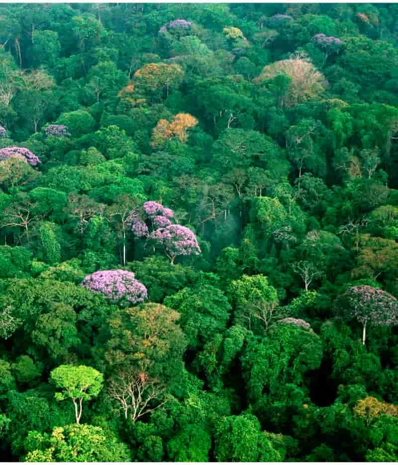La importancia de la biodiversidad en los ecosistemas globales.