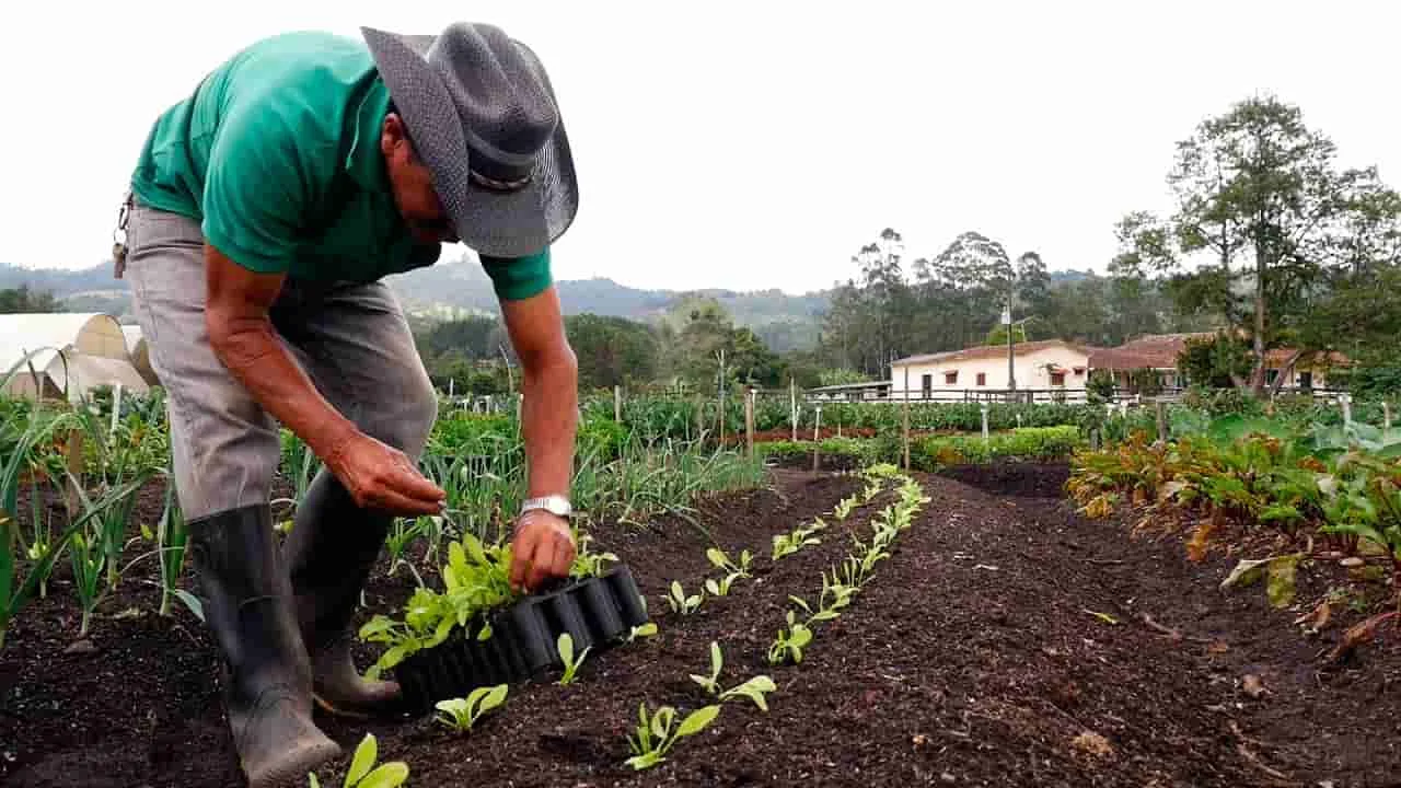 Los desafíos y oportunidades de la agricultura orgánica.